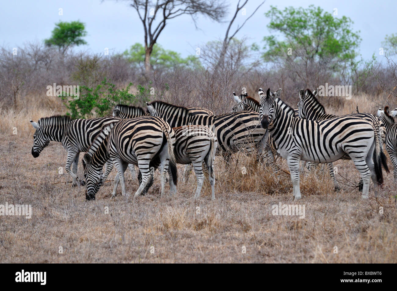 A herd of zebras. Kruger National Park, South Africa Stock Photo Alamy