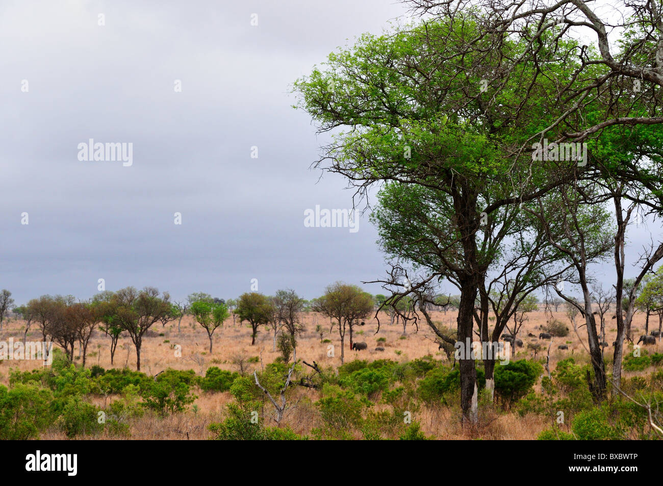A herd of elephants match across African savanna. Kruger National Park, South Africa. Stock Photo