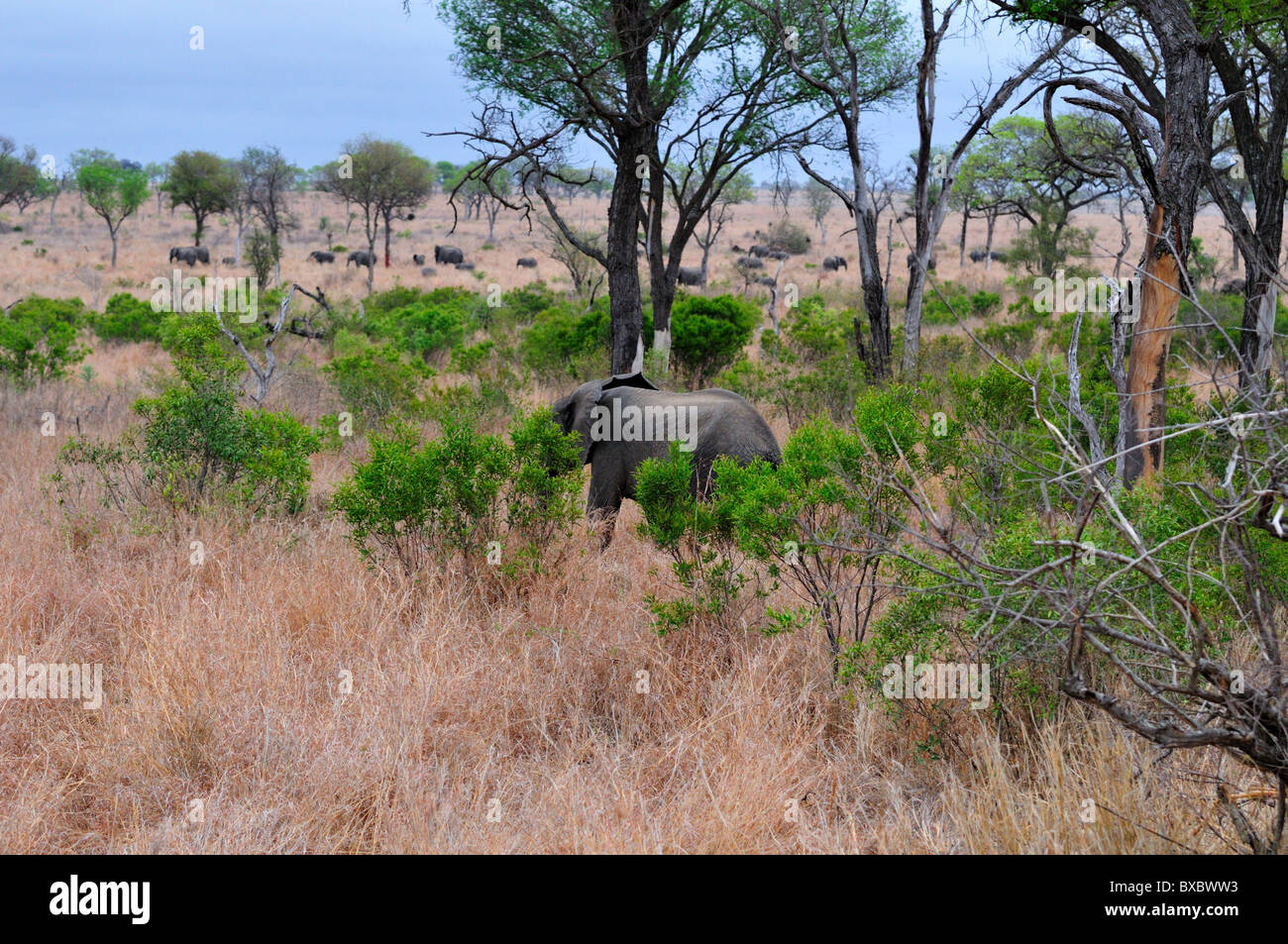 A herd of elephants matching across African savanna. Kruger National Park, South Africa. Stock Photo