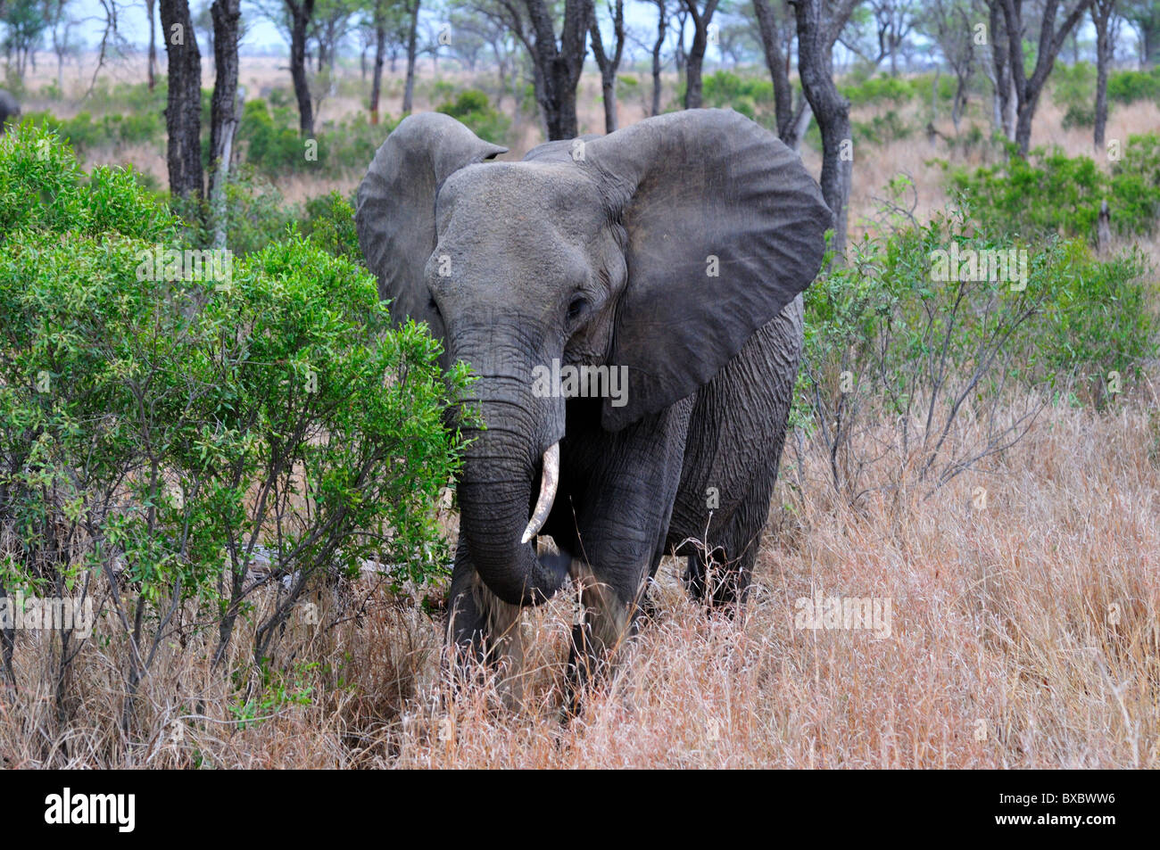 A young elephant bull walking by bushes. Kruger National Park, South Africa. Stock Photo