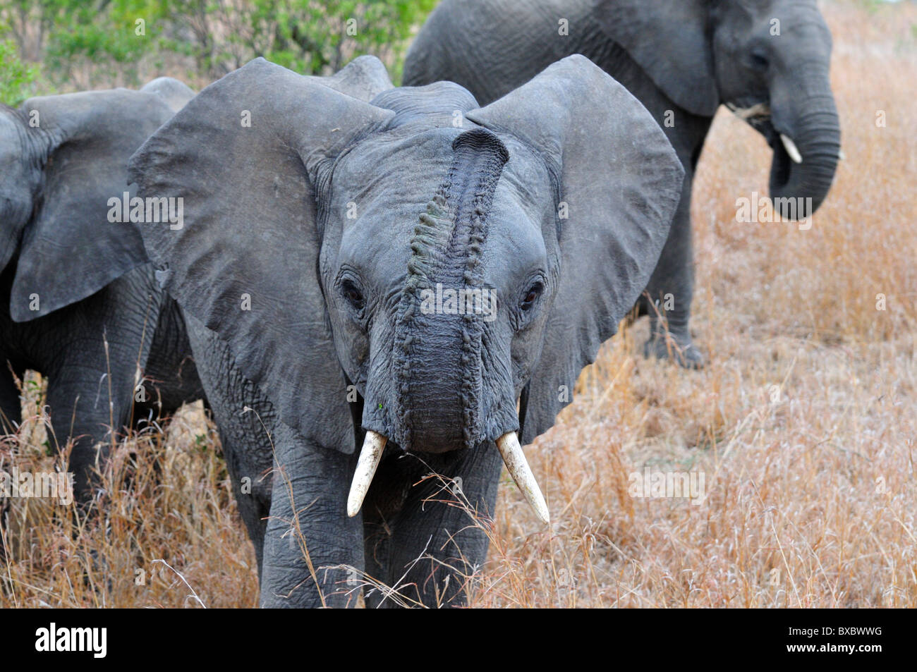 Elephant trunk up close hires stock photography and images Alamy