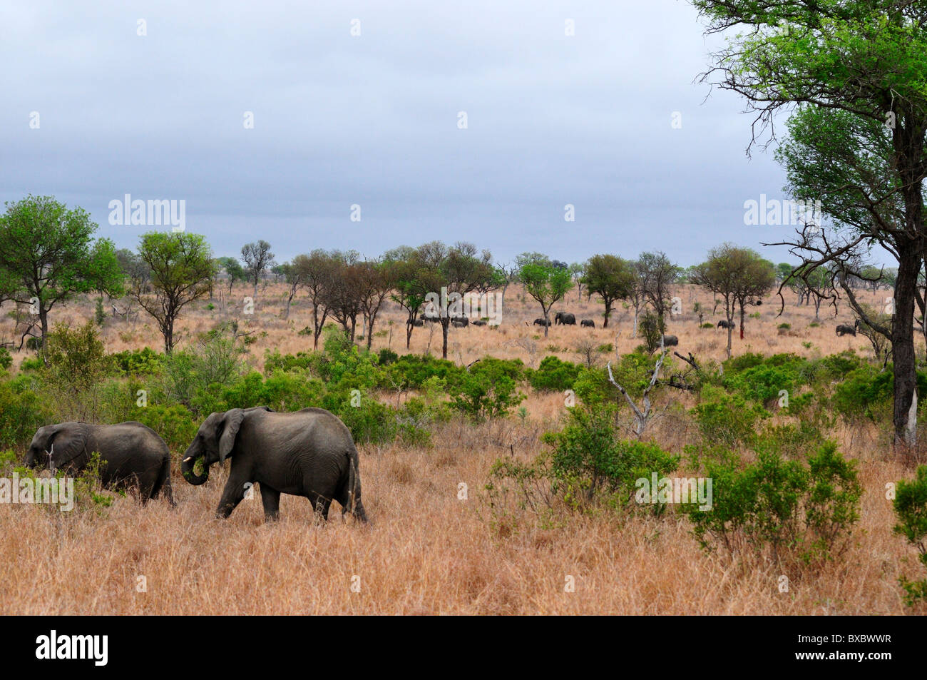 A herd of elephants matching across Africa savanna. Kruger National Park, South Africa. Stock Photo