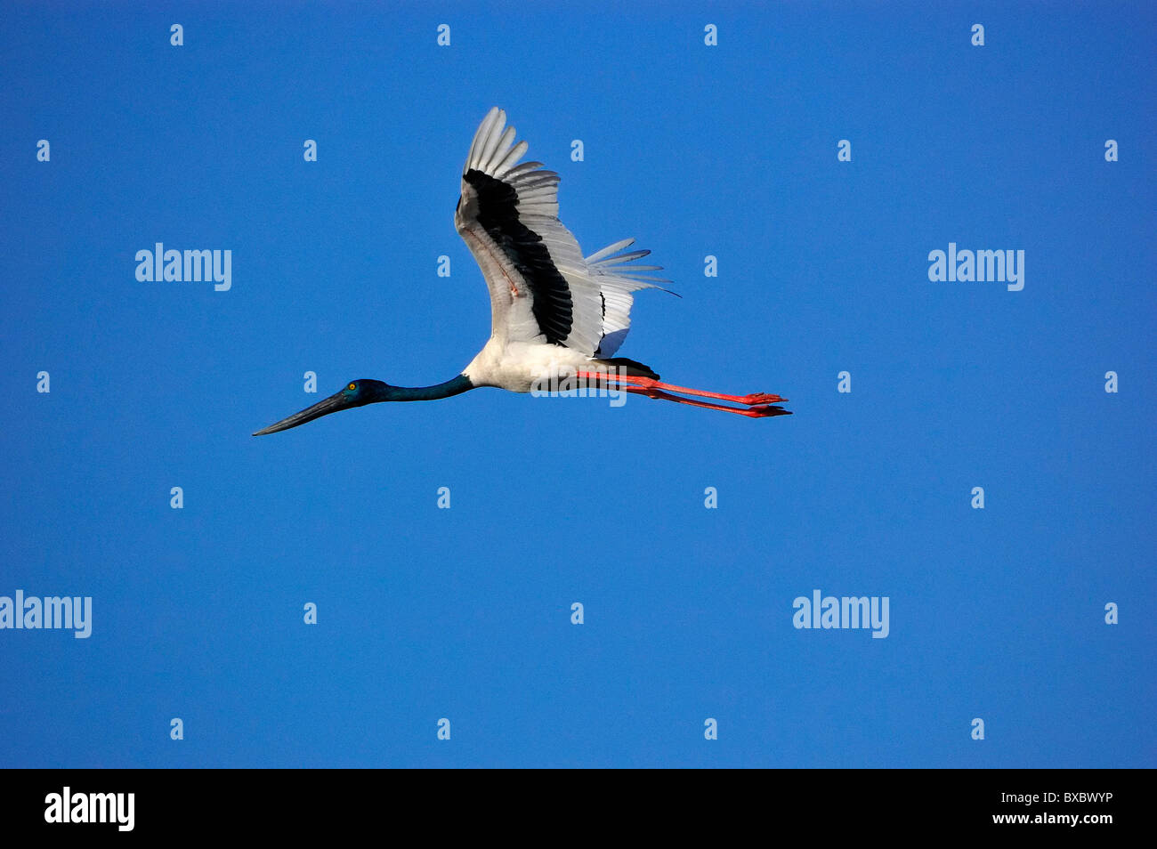 The Near Threatened Female Black-necked Stork - Ephippiorhynchus asiaticus in flight Stock Photo