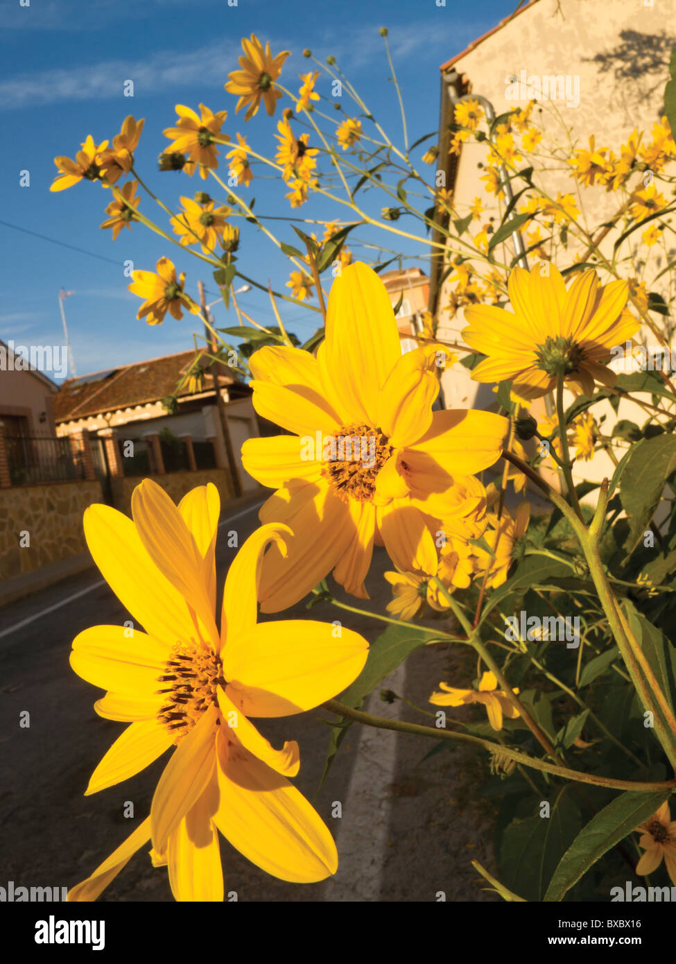 Daisies roadside in a Spanish village Stock Photo Alamy