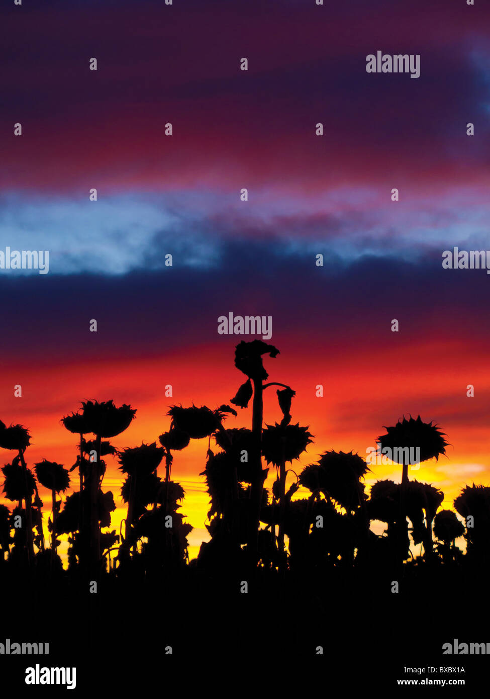 Sunflowers at Dawn Stock Photo - Alamy