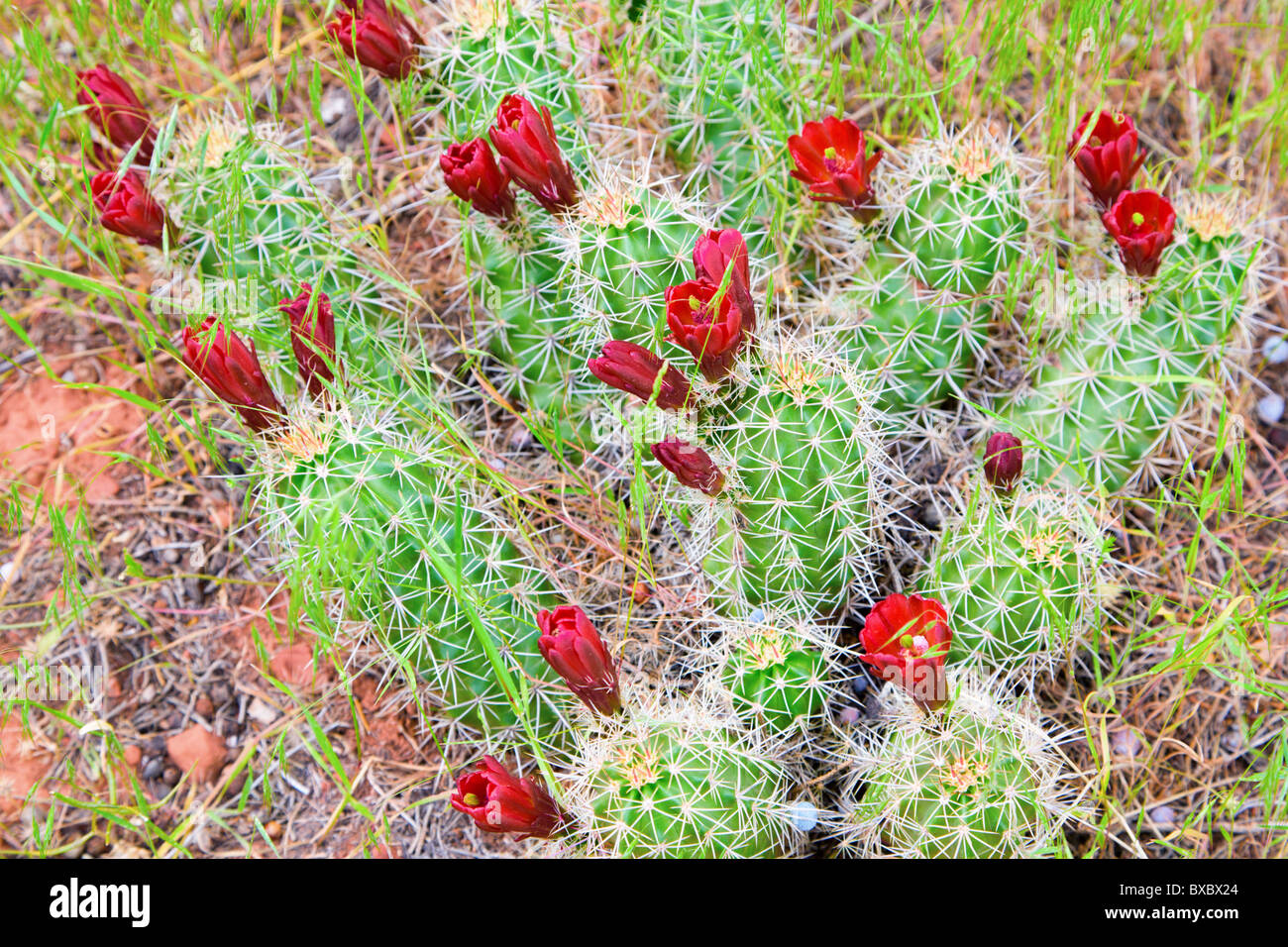 Red barrel cacti flowers Stock Photo