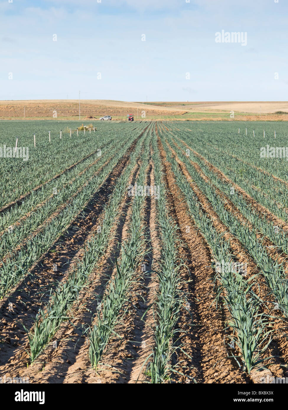 Onion farming, Spain Stock Photo Alamy