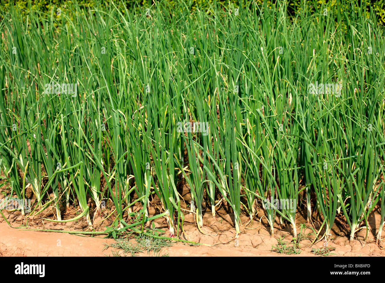 Onion farming hires stock photography and images Alamy