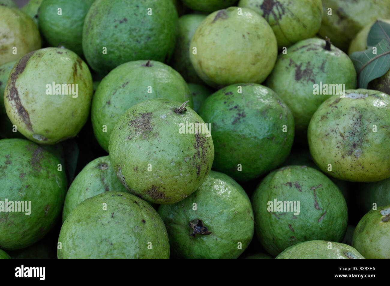 Green Guavas Stock Photo