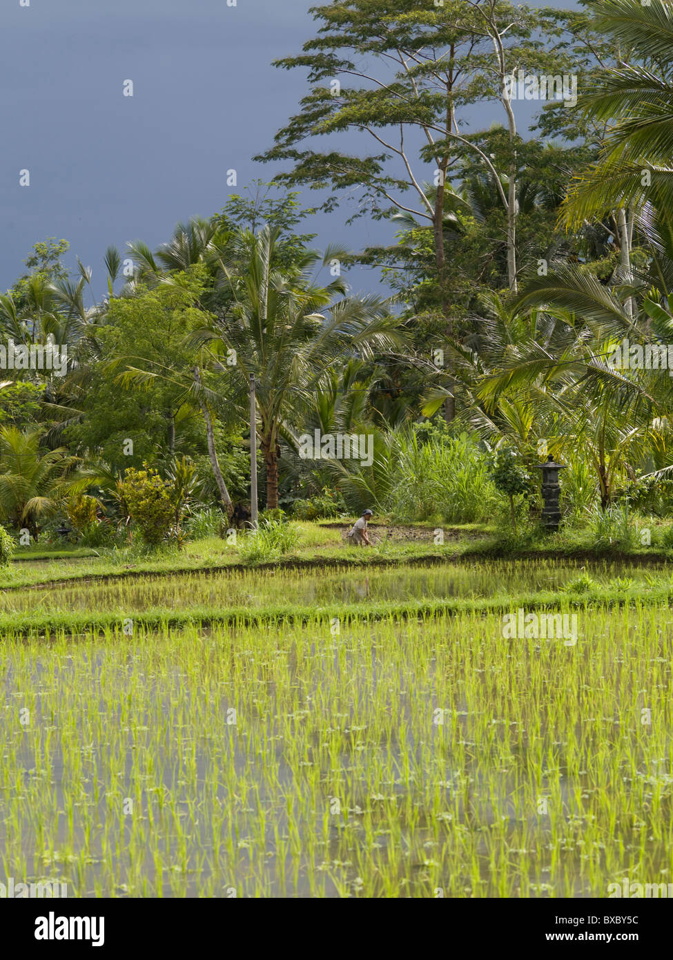 Rice fields in Bali Stock Photo - Alamy