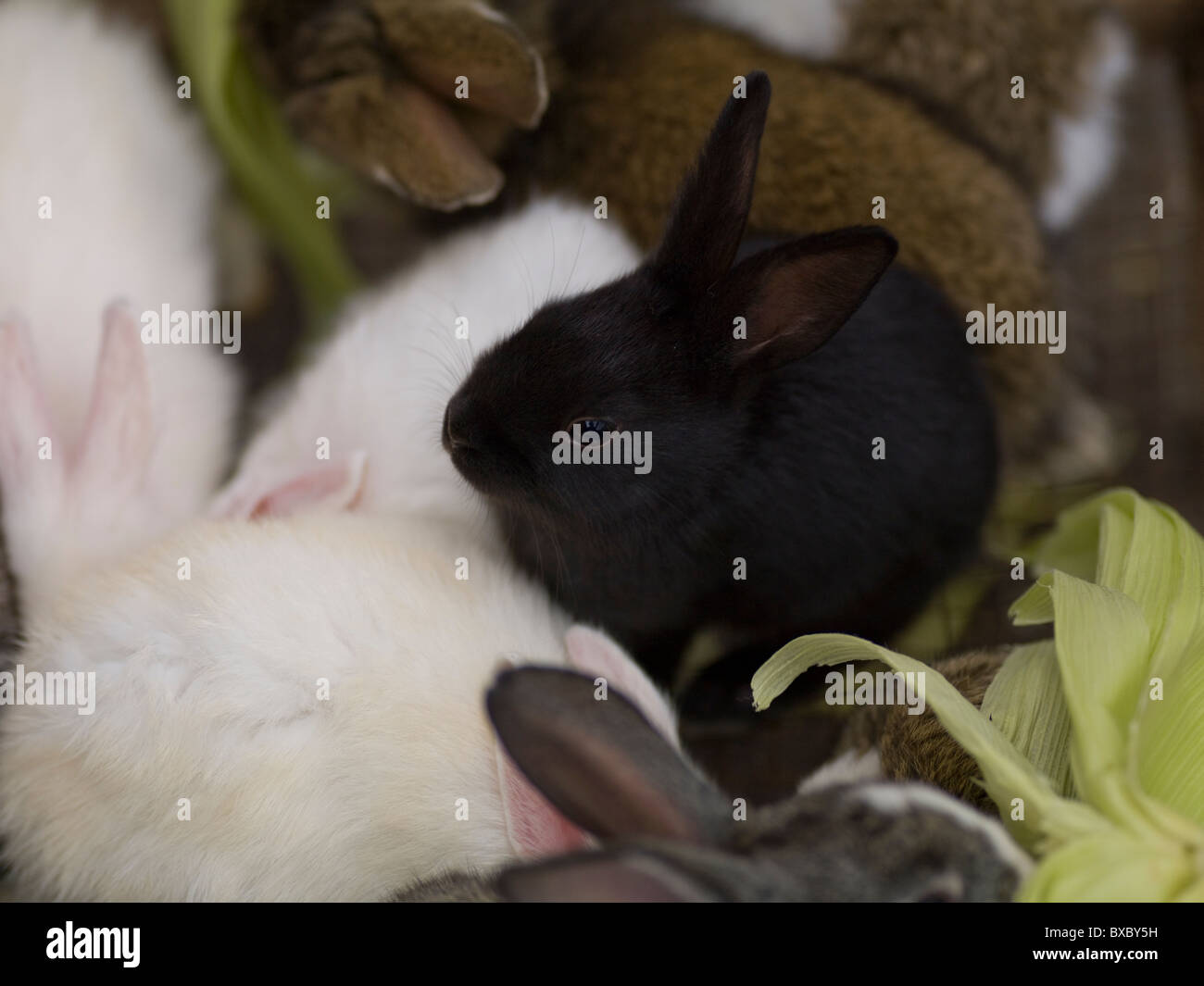 Pet rabbits in Bali Stock Photo - Alamy