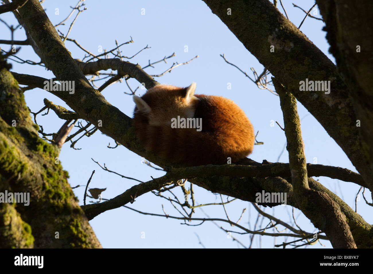 State Animal Of Sikkim High Resolution Stock Photography And Images Alamy