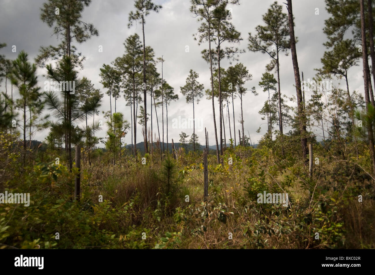 Belize Maya Forest Reserve Hi Res Stock Photography And Images Alamy