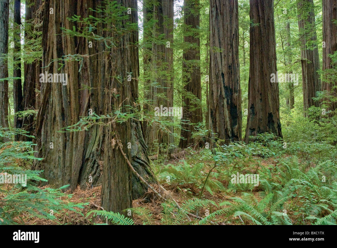 Redwood forest trees redwoods hires stock photography and images Alamy