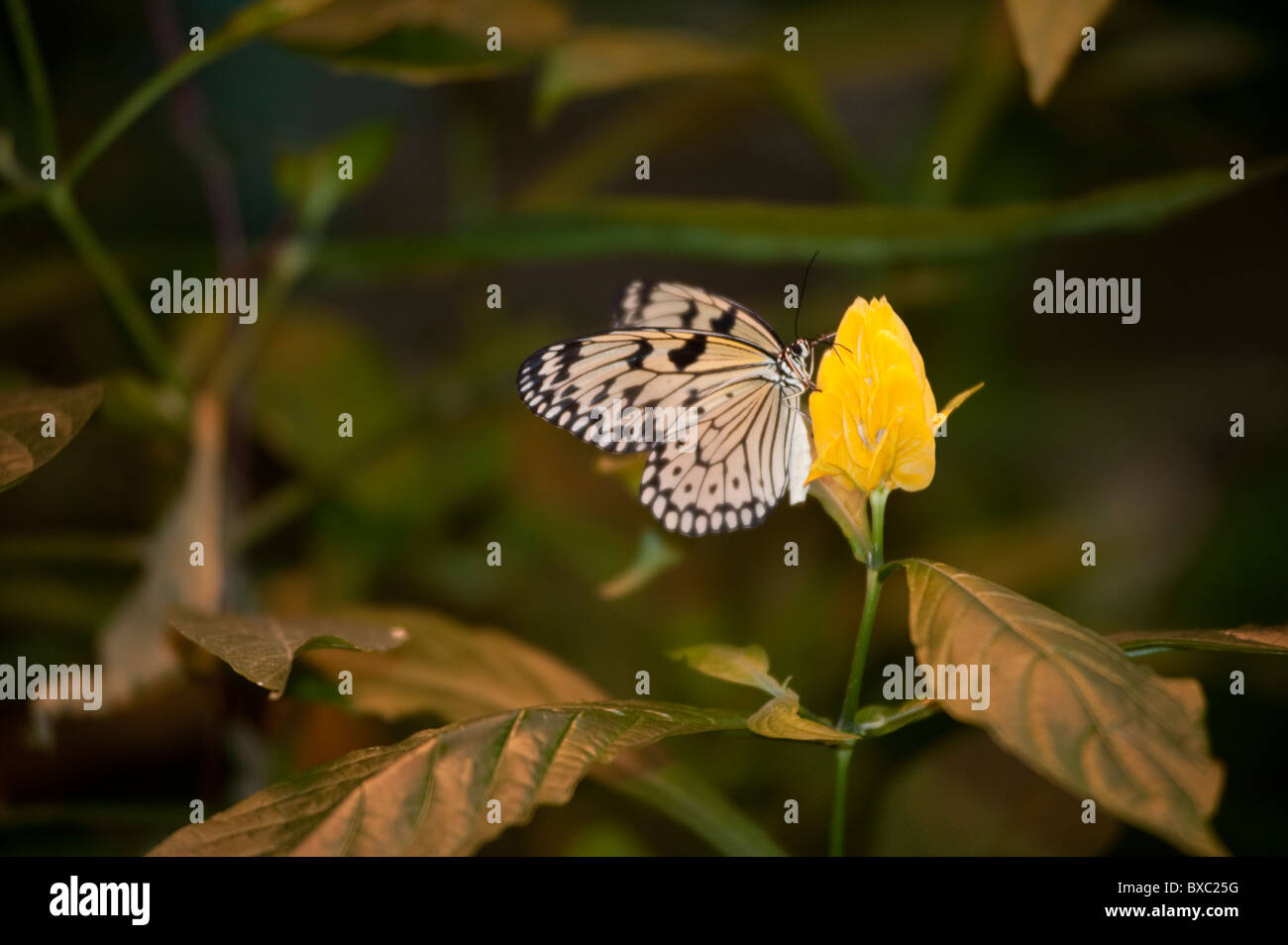 Branson, Missouri, USA Stock Photo Alamy