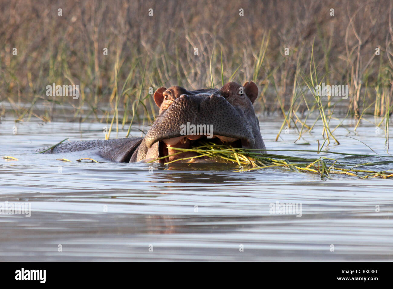 Hippopotamus Eating Vegetation Taken at Lake Chamo, Ethiopia Stock Photo