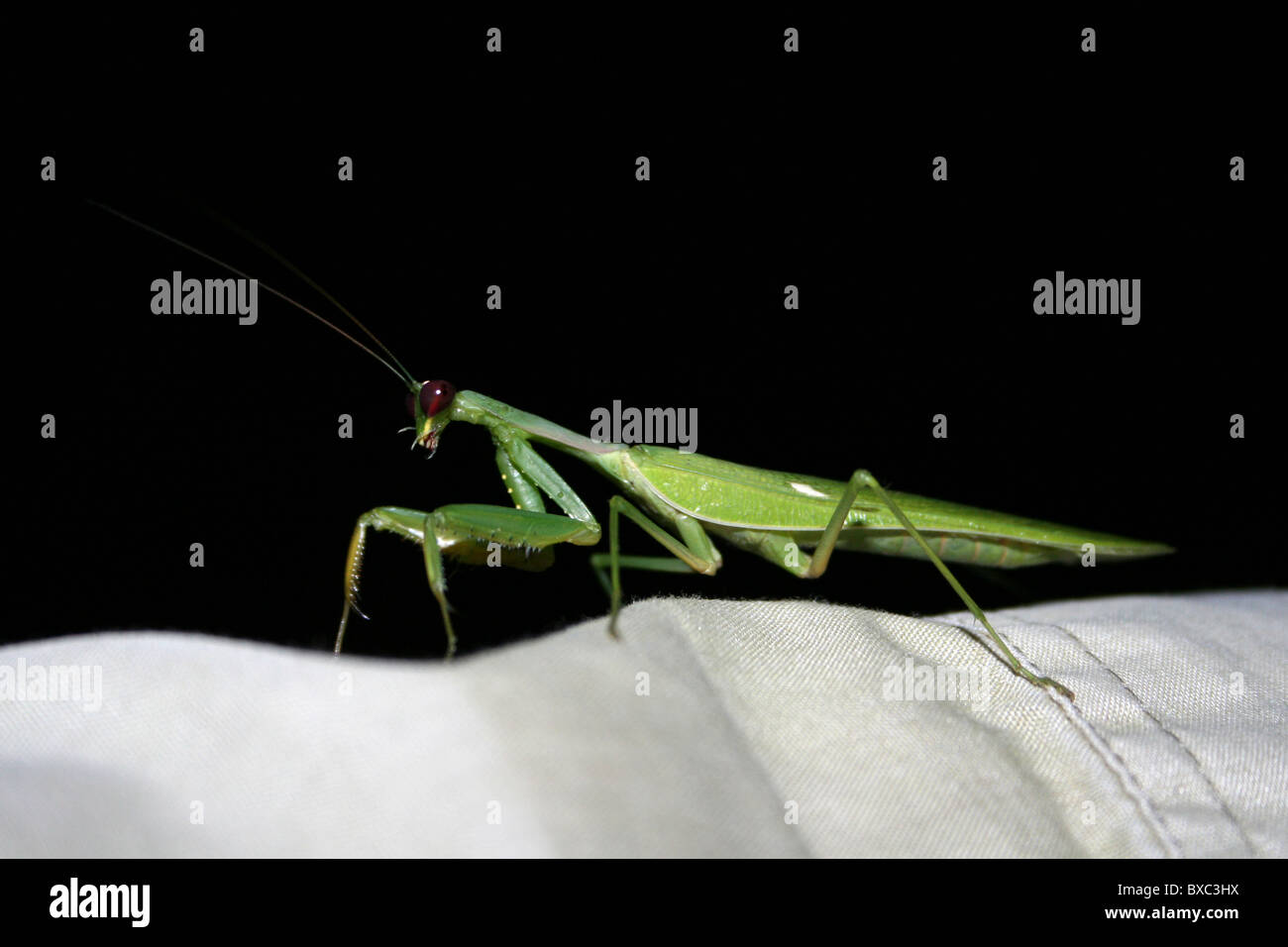 Mantid Sitting On A Persons Shirt Sleeved Arm, Arba Minch, Ethiopia Stock Photo