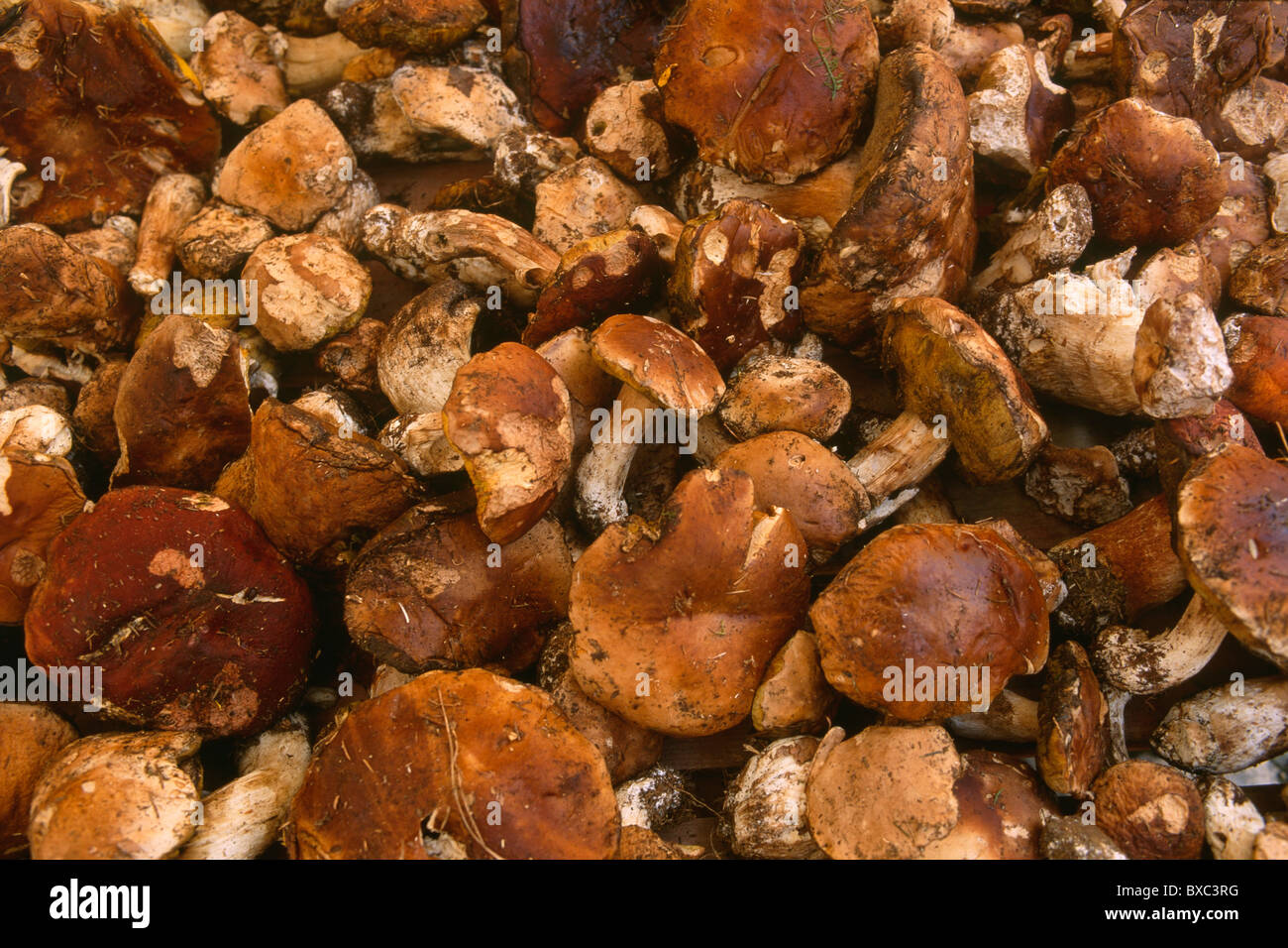 France, Perigord, Dordogne, Villefranche du Perigord, Chestnut and Mushroom  Fair, Boletus Basket Stock Photo - Alamy