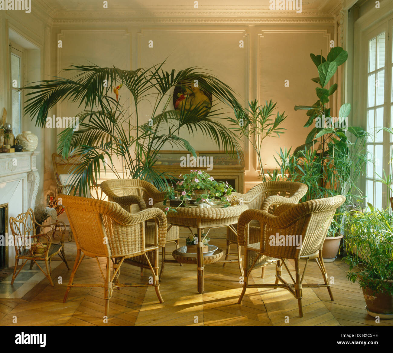 Cane chairs table with potted palm and lush green houseplants in French townhouse dining room with wooden parquet flooring Stock Photo