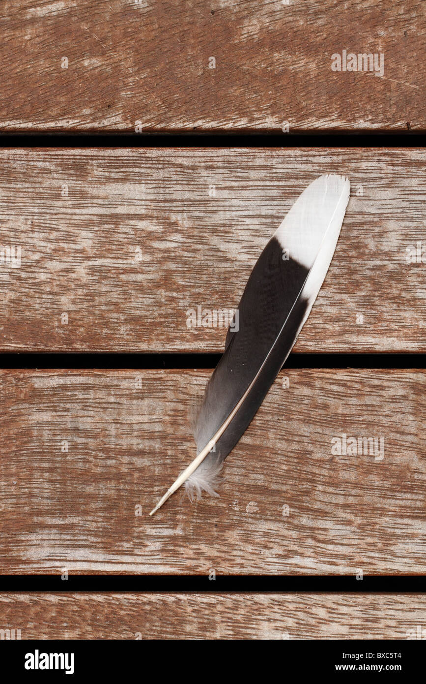 Feather wood hires stock photography and images Alamy