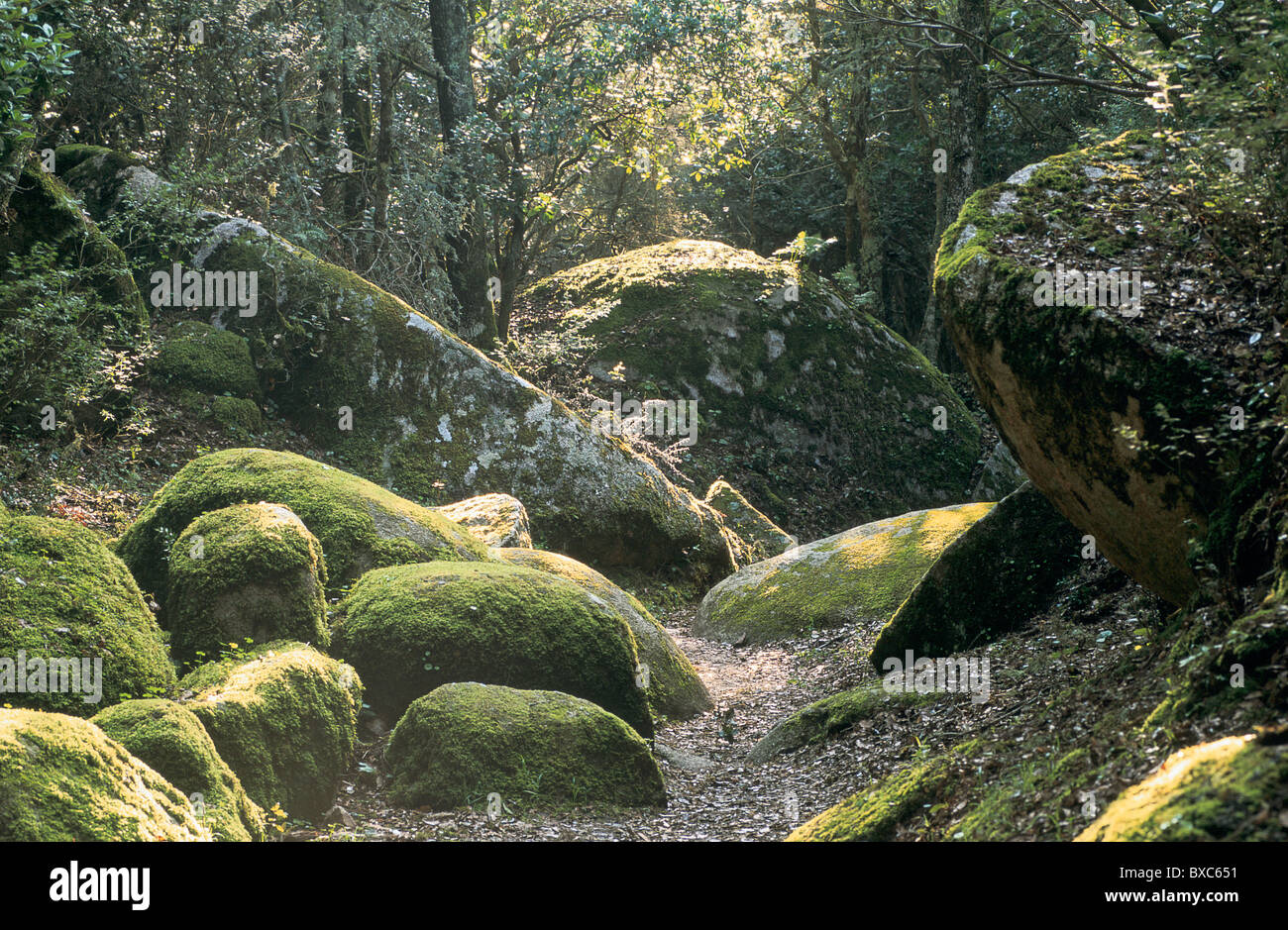 France Corsica Corse Du Sud Castellu De Cucuruzzu Path Stock Photo Alamy