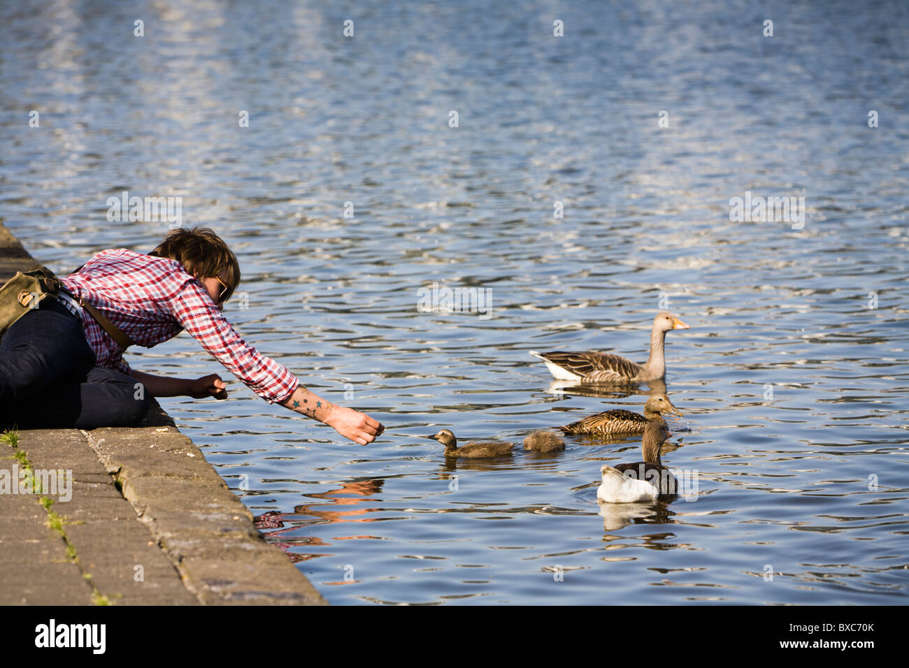 Man feeding the birds some bread by Tjornin lake. Reykjavik Iceland Stock Photo