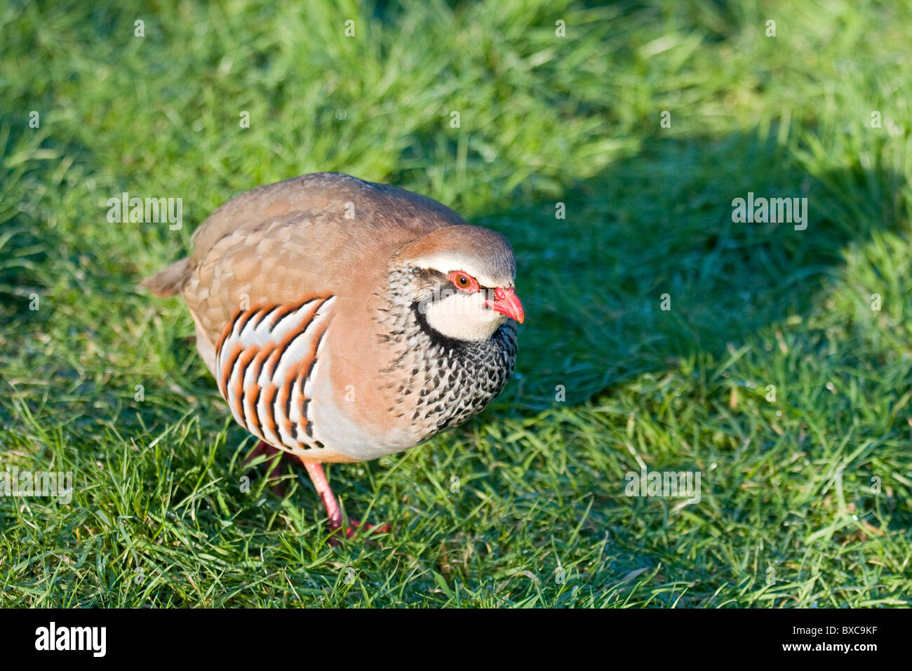 Red legged partridge french partridge hires stock photography and