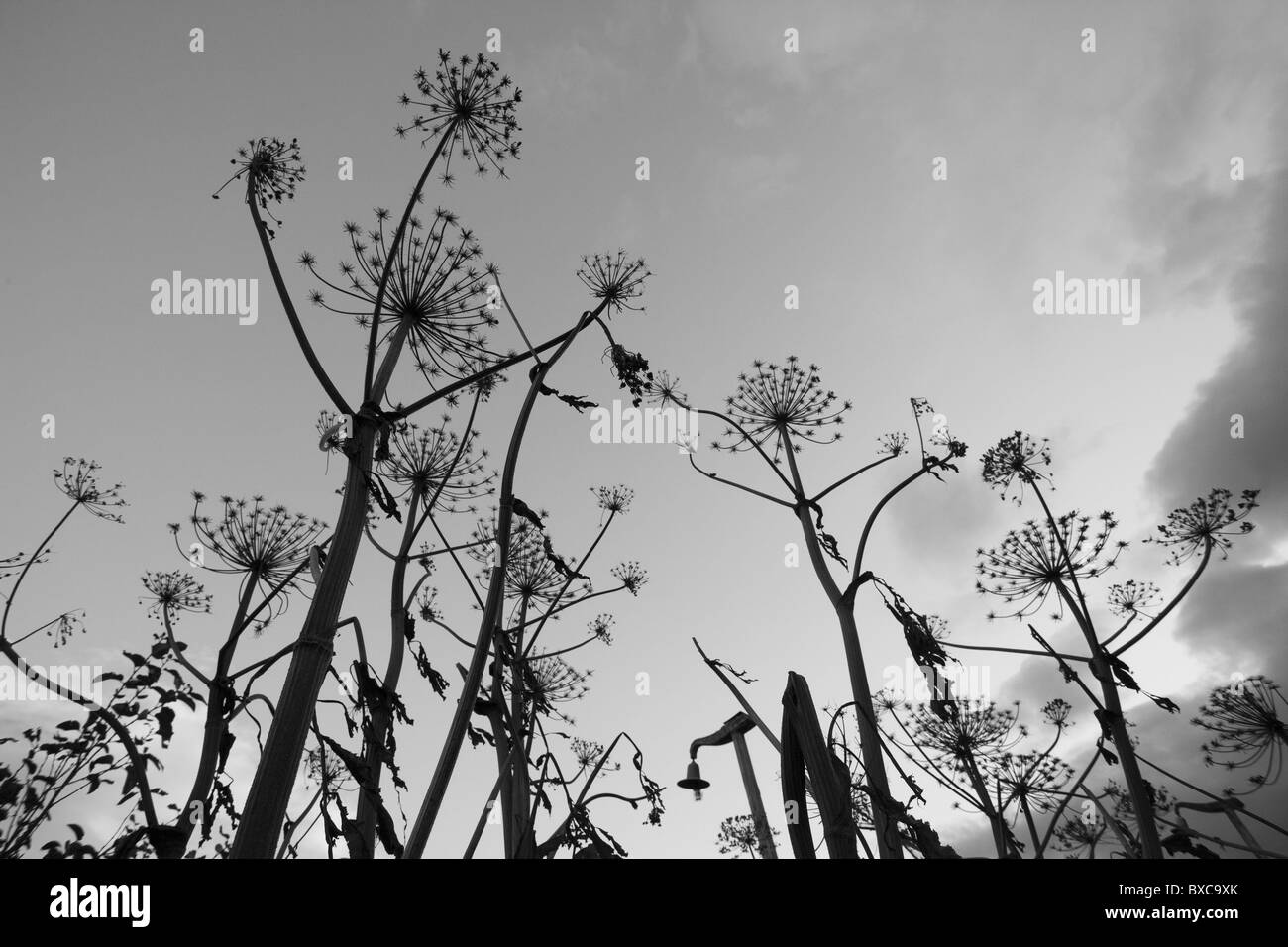 Plants Black and White Stock Photos & Images - Alamy
