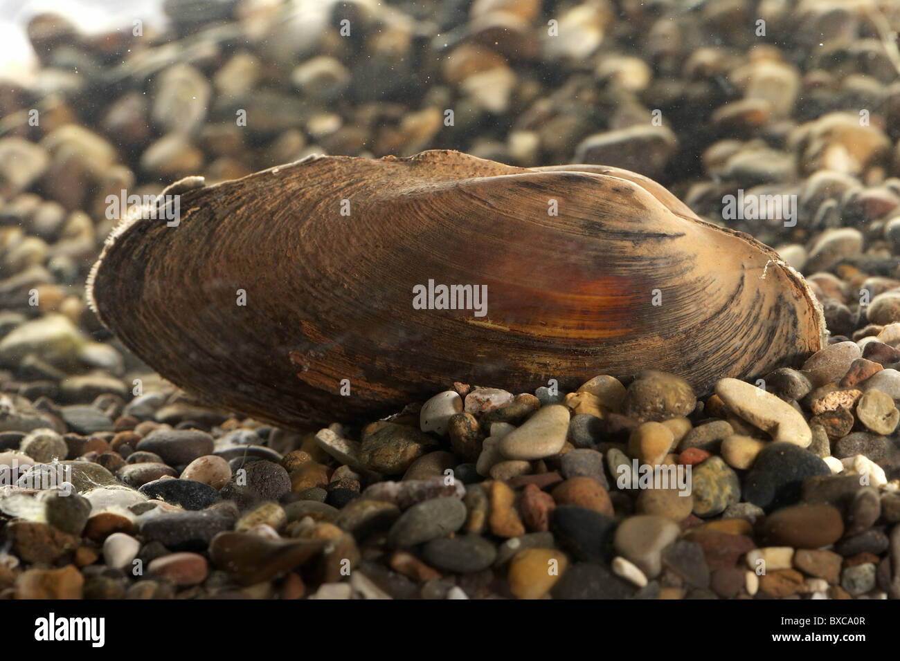 Freshwater Swan mussel, Anodonta cygnea UK Stock Photo