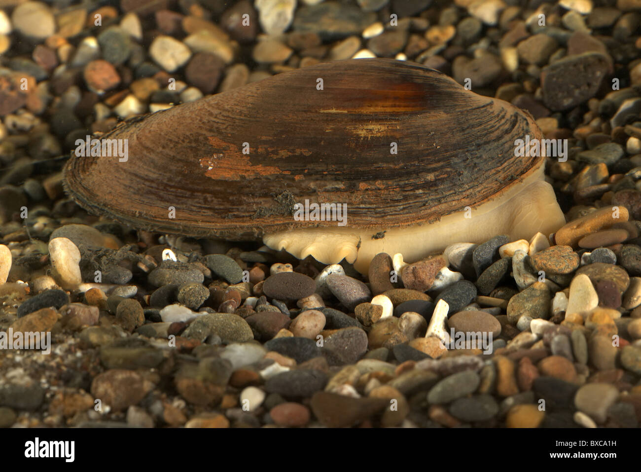Freshwater Swan mussel, Anodonta cygnea UK Stock Photo