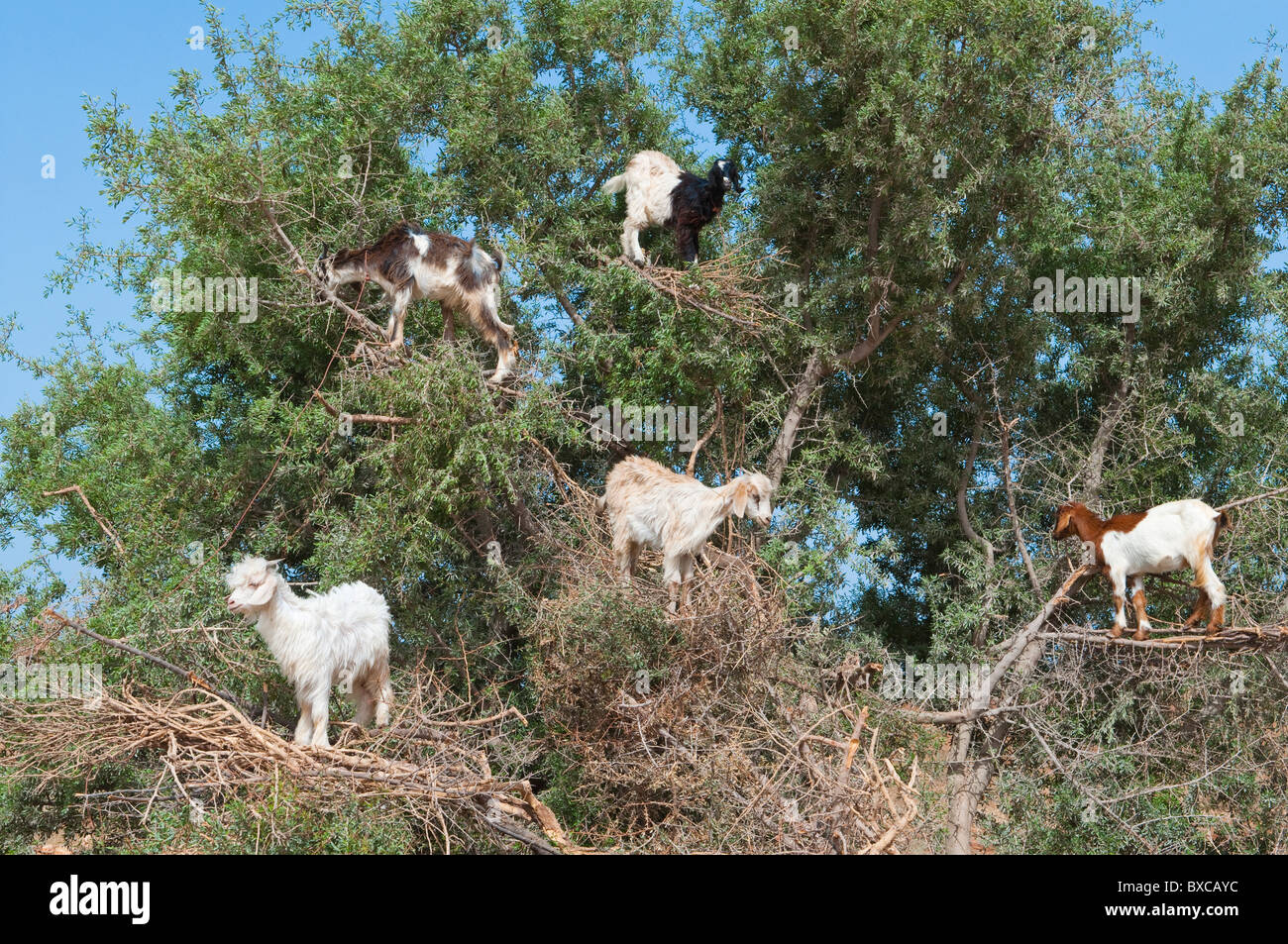 Several goats climb Argan trees in Western Morocco, North Africa Stock