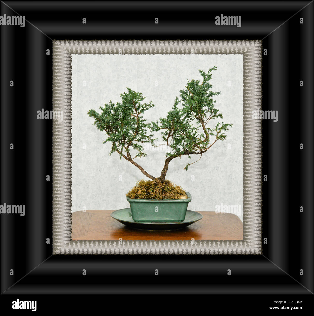Bonsai tree , sketch for interior design Stock Photo Alamy