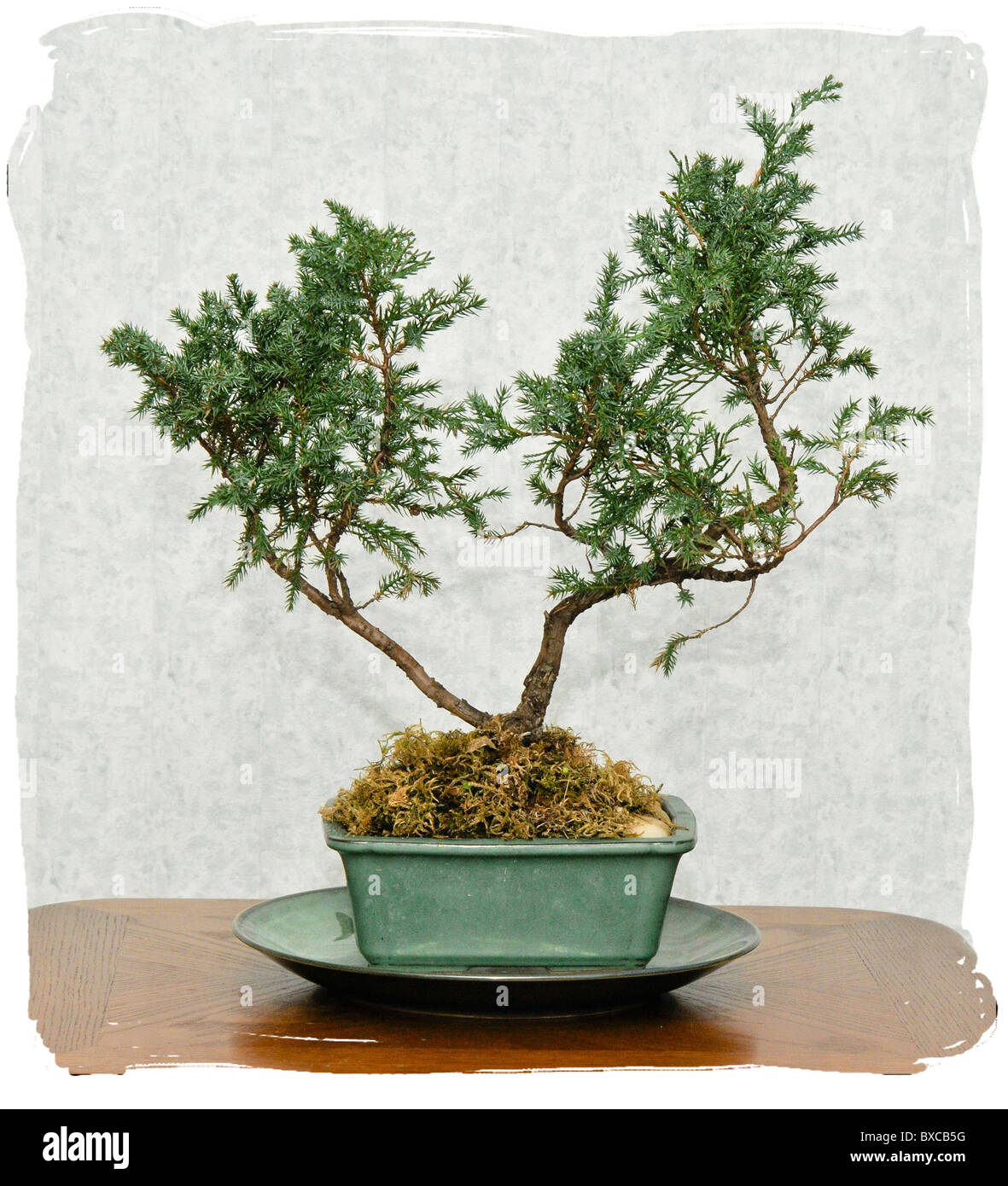 Bonsai tree , sketch for interior design Stock Photo Alamy