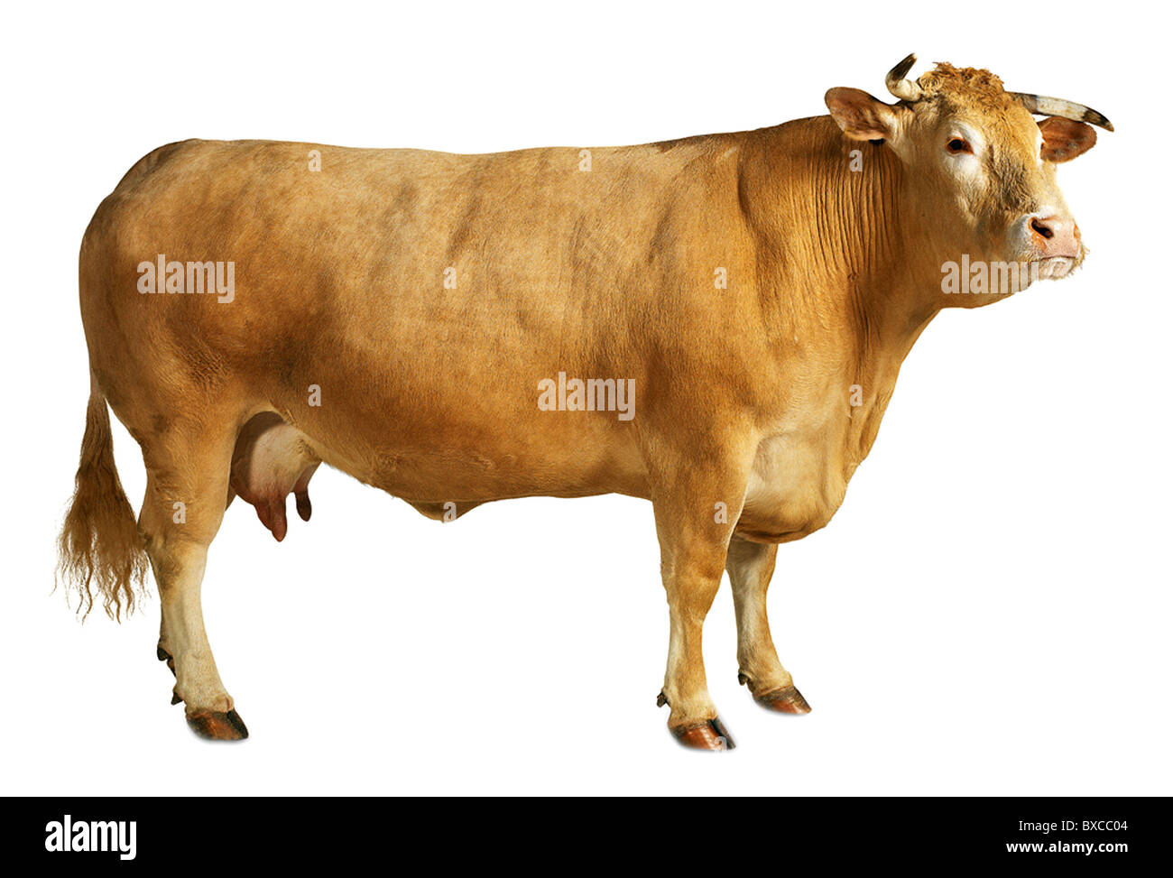 Race of oxen Cut Out Stock Images & Pictures - Alamy