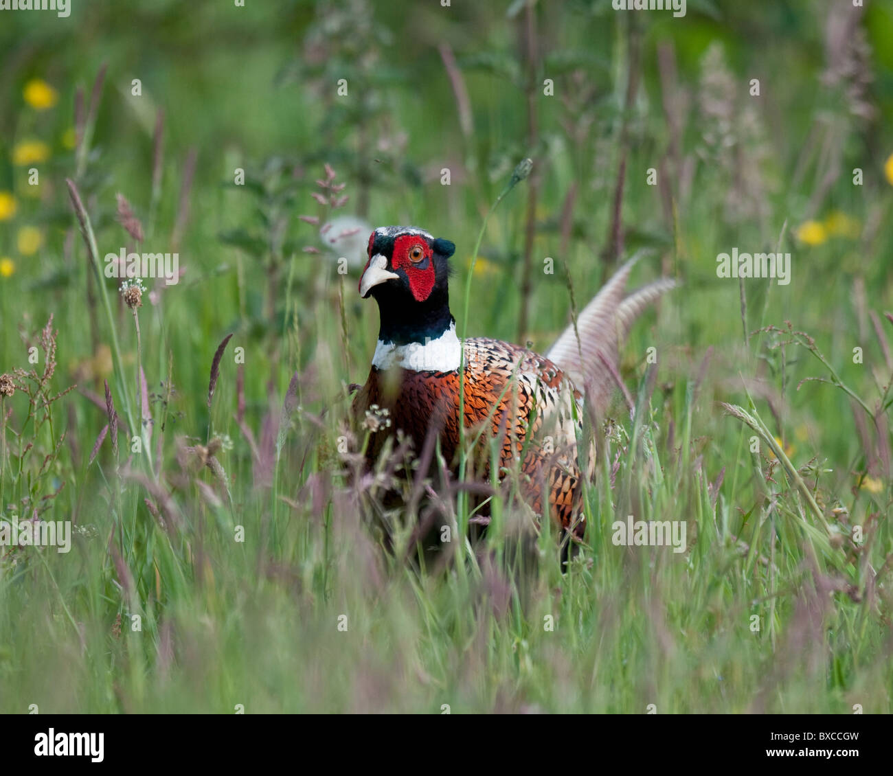 Common Pheasant Stock Photo