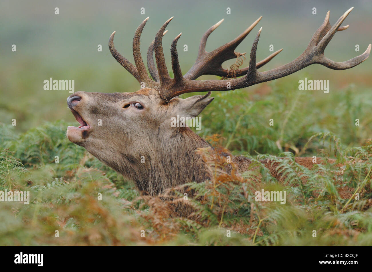 Red Deer Stag Stock Photo