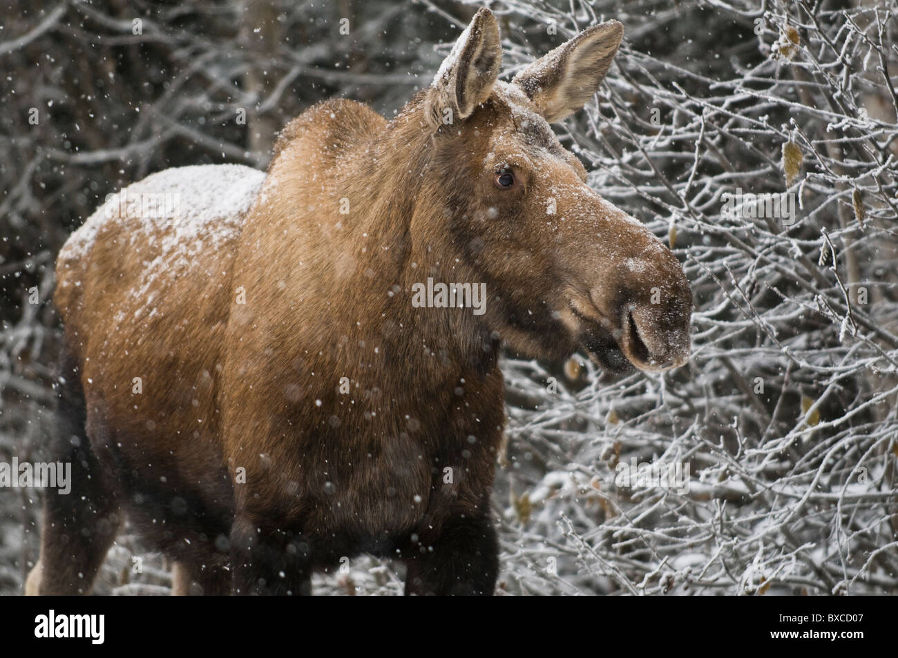 A moose browses on branches while a fresh blanket of snow falls during a chilly winter afternoon in Anchorage, Alaska. Stock Photo
