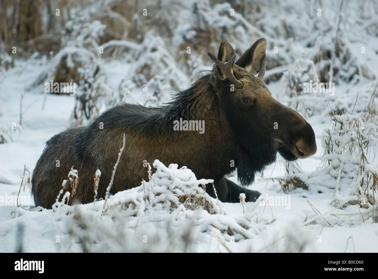 A moose rest in the snow near Anchorage, Alaska. Stock Photo