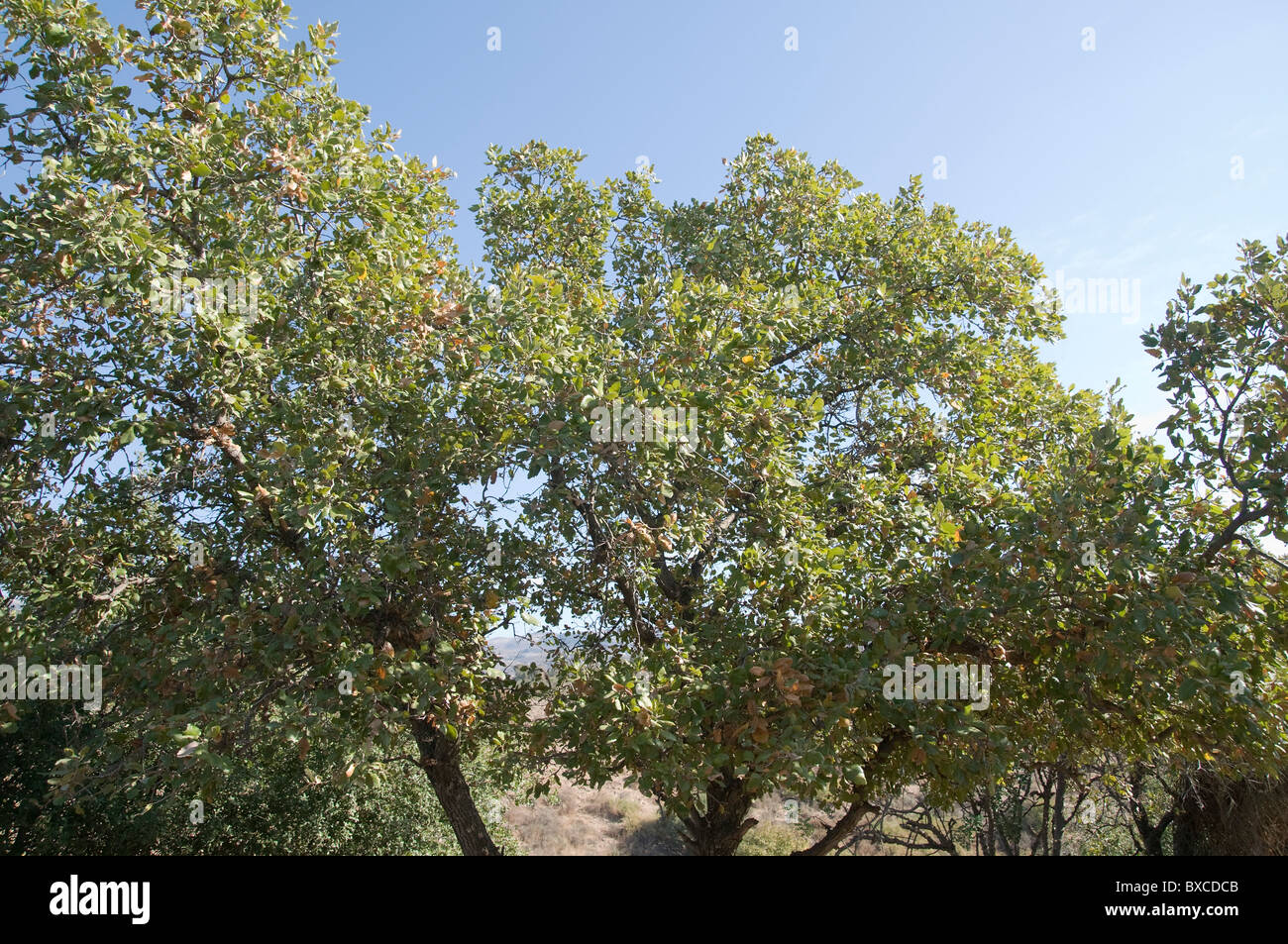 Valonia oak or Tabor Oak (Quercus macrolepis) at the Hermon Stream Nature reserve (Banias) Golan Heights Israel Stock Photo