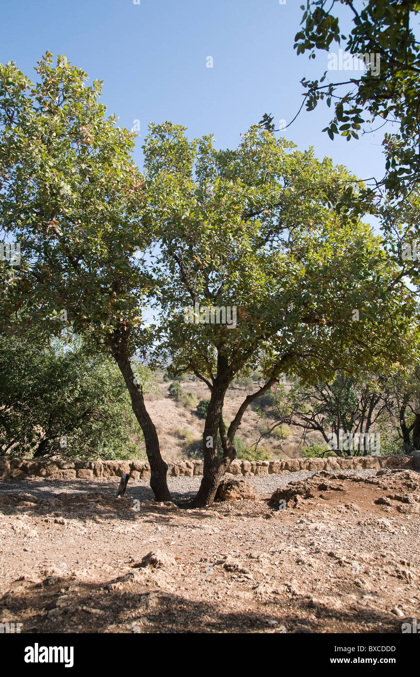 Valonia oak or Tabor Oak (Quercus macrolepis) at the Hermon Stream Nature reserve (Banias) Golan Heights Israel Stock Photo