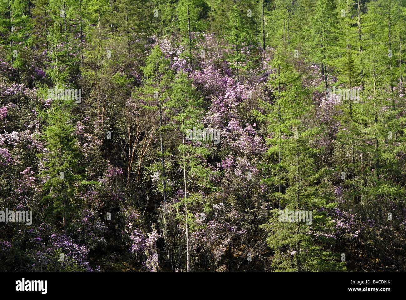Evergreens and blooming rhododendron, Shangri-la, Yunnan, China Stock Photo