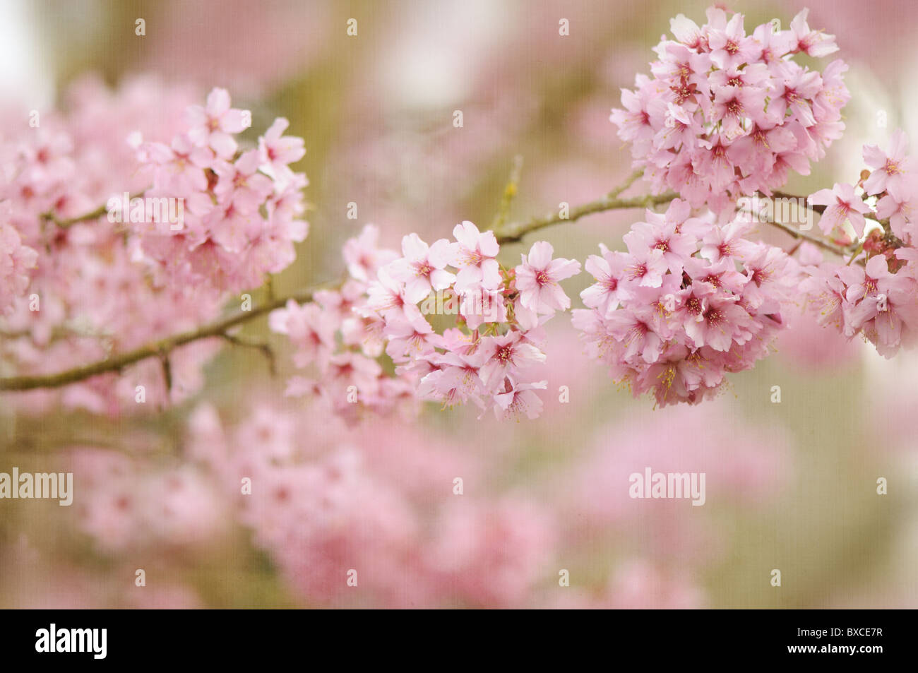 Soft pink blossom of Prunus Shosar Flowering Cherry Tree Stock Photo ...