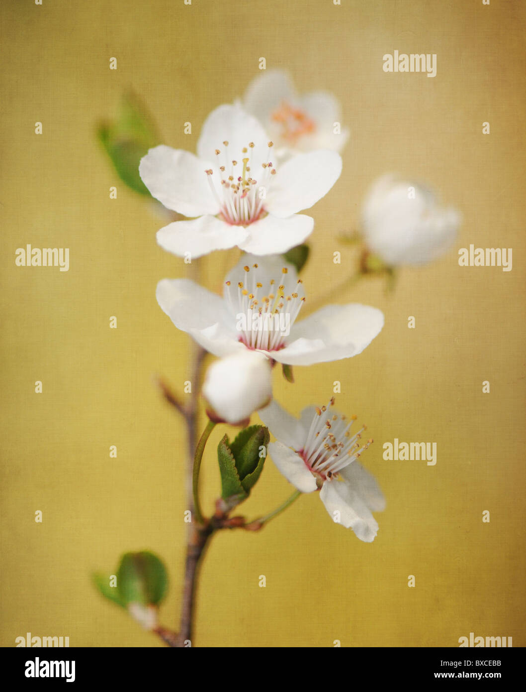 Close-up of white apple blossom flowers Stock Photo