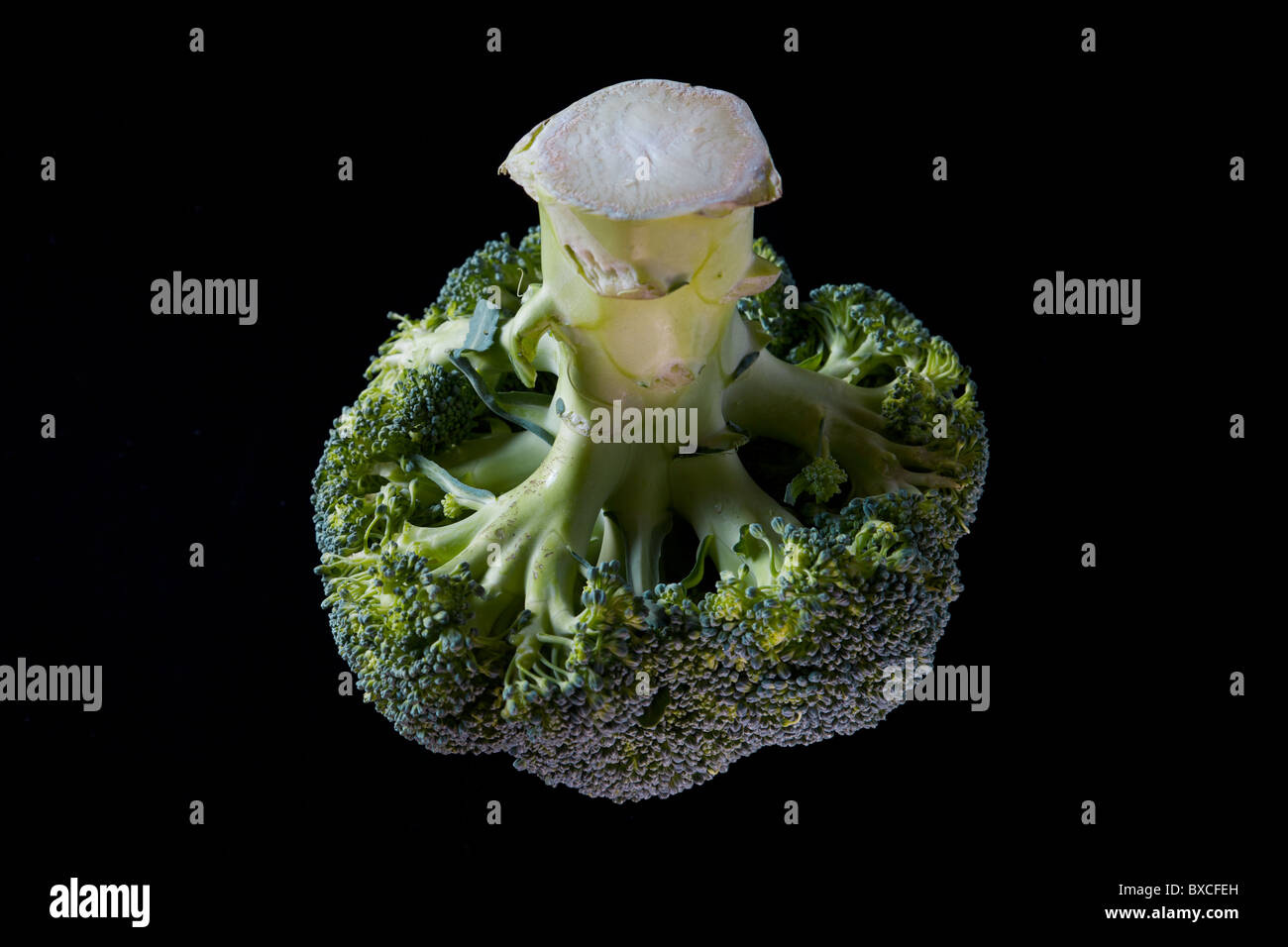 Close up of Broccoli Stock Photo
