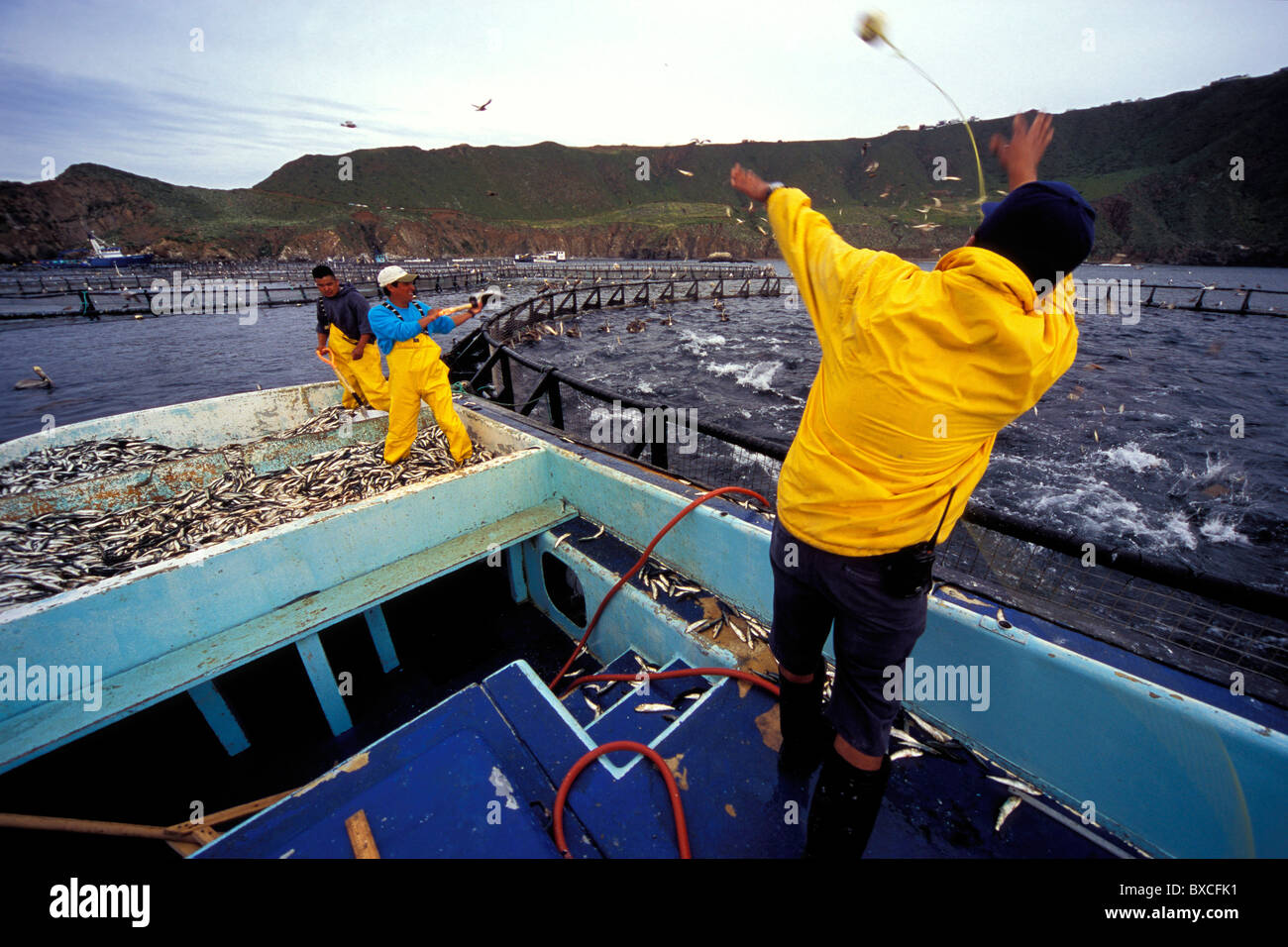 Northern Bluefin tuna pens, Thunnus thynnus, Baja California, Mexico, Pacific Ocean Stock Photo