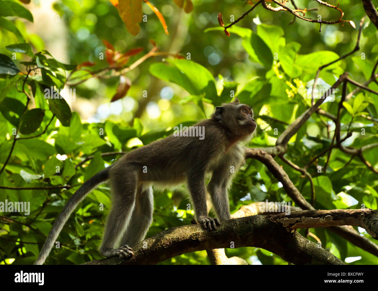 Macaque Monkeys in Bali Monkey forest Stock Photo - Alamy