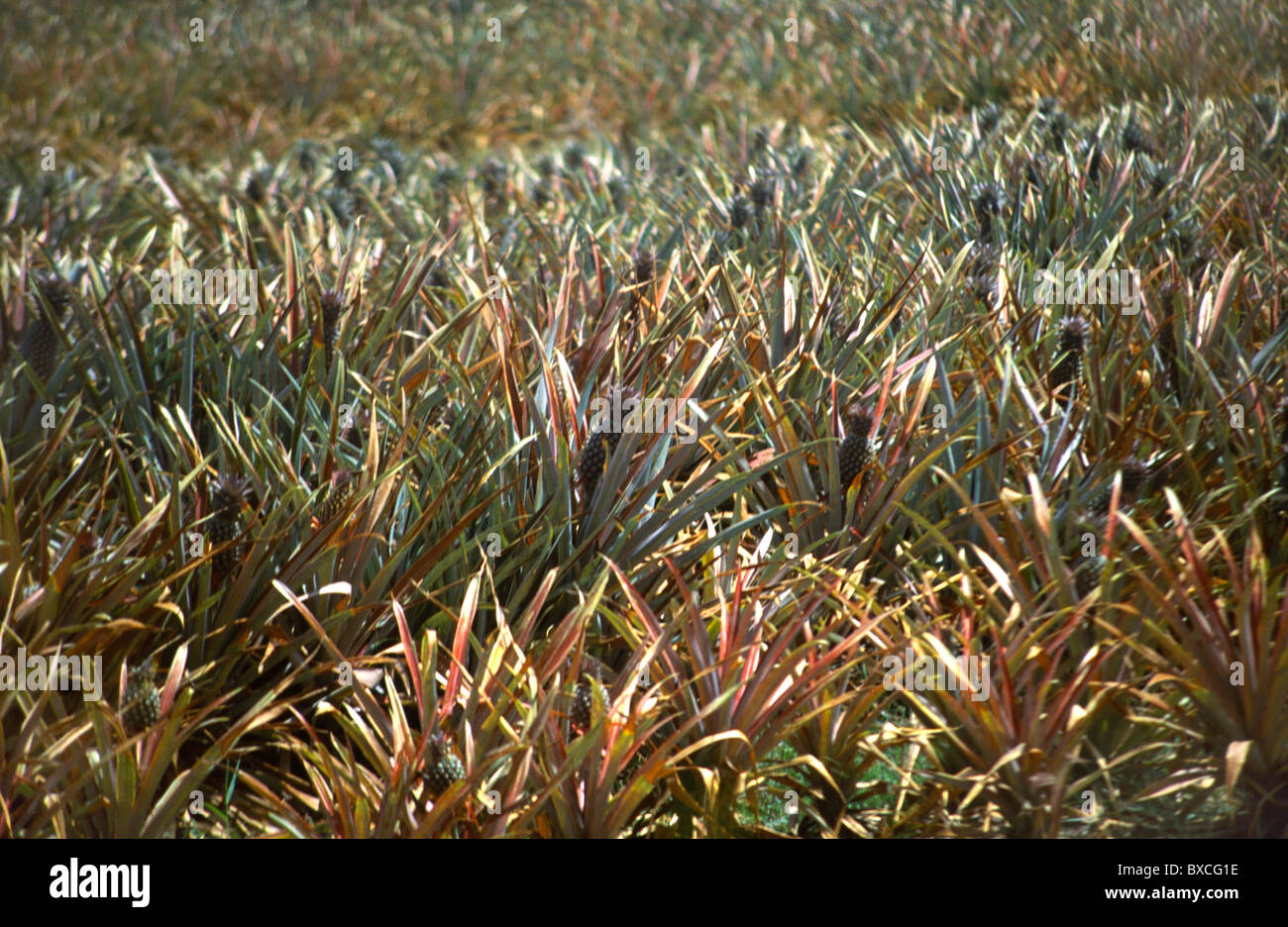 Antigua Pineapple Plantation Stock Photo Alamy