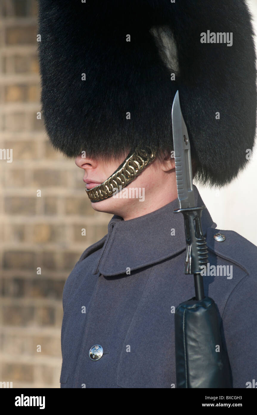 Queens Guard in long grey tunic coat and Busby hat with fixed bayonet standing guard in London, England, UK Stock Photo