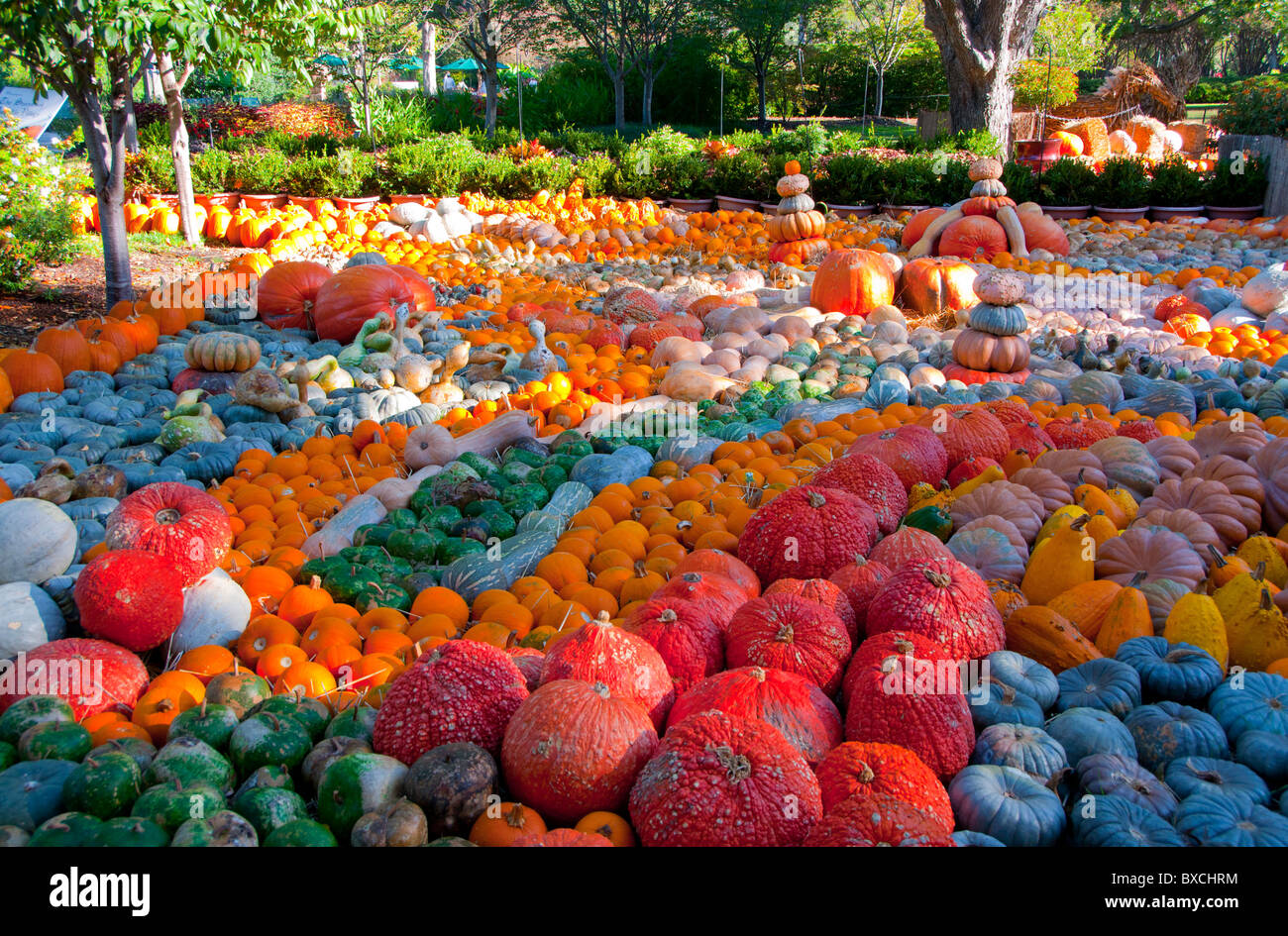 Pumpkin festival hires stock photography and images Alamy