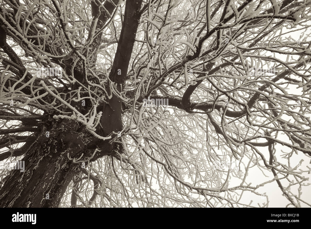 Tree in winter covered in frost Stock Photo - Alamy
